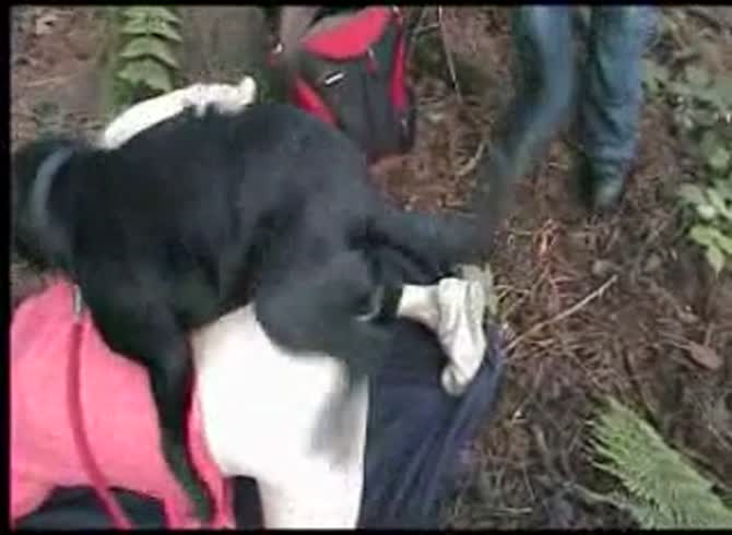 Video :Outdoor dog sex with slut resulting in animal orgasm